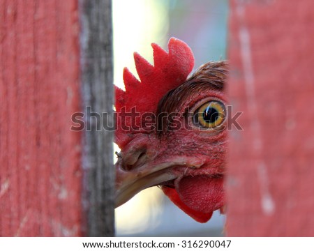 Chicken looking from behind a fence