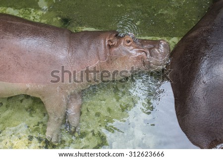 hippo sleep in water