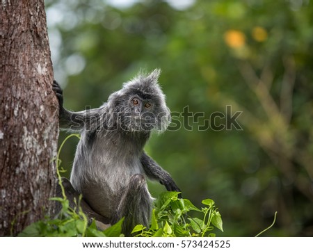 Similar – Image, Stock Photo bako national park | wonderful place in the world