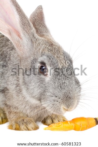 Rabbit Eating Carrot Stock Photo 60581323 : Shutterstock