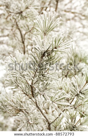 pine, covered with hoar-frost