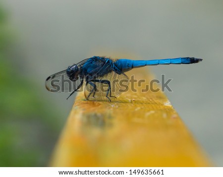 Blue Japanese Dragonfly