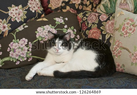 Beautiful black and white cat sitting front of handcrafted cushions