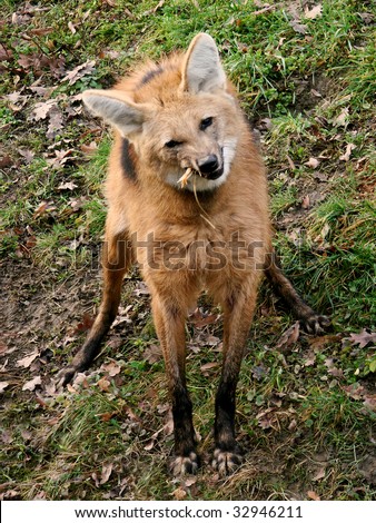 The Maned Wolf (Chrysocyon brachyurus) is the largest canid of South America. This mammal lives in open and semi-open habitats, especially grasslands with scattered bushes and trees.