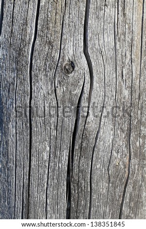 Old tree, gray color, close-up with the creative wood pattern.