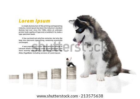 businessman with money and Thieves dog on white background