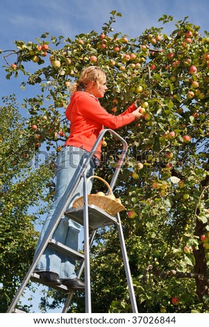 Woman on stairs picking fresh apples from apple tree in garden