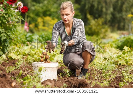 Woman working in garden, harvesting eco potatoes