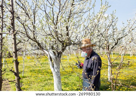 Gardener applying an insecticide/a fertilizer to his fruit shrubs, using a sprayer. Selective focus