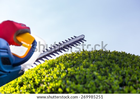 Cutting a hedge with electrical hedge trimmer. Selective focus