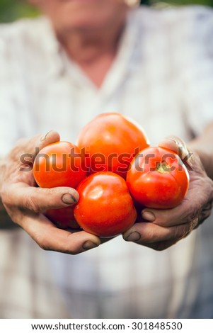 Hand holding organic tomatoes. Old hands holding tomatoes