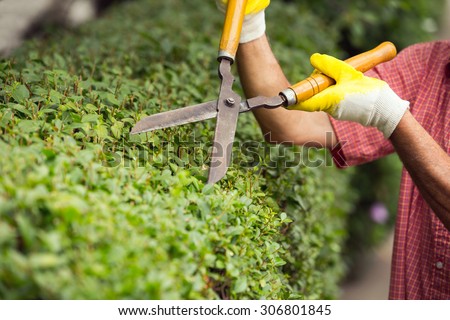 Gardener cutting a hedge with a garden pruner, close up