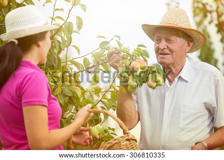 The younger woman helping an older man in the orchard, to pick pears