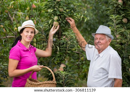 The younger woman helping an older man in the orchard, to pick apples