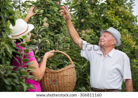 The younger woman helping an older man in the orchard, to pick apples