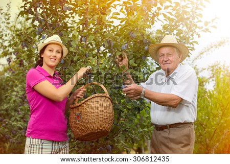 The younger woman helping an older man in the orchard, to pick plums