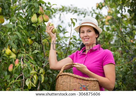 Woman with basket in a garden. Young smiling woman is standing with basket of organic apples in a orchard.