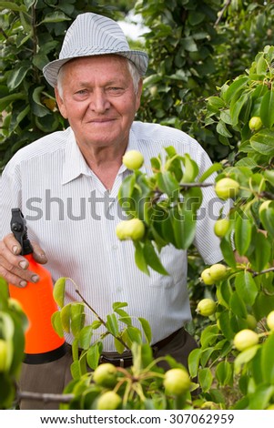 Gardener applying an insecticide/a fertilizer to his fruit shrubs, using a sprayer. Selective focus