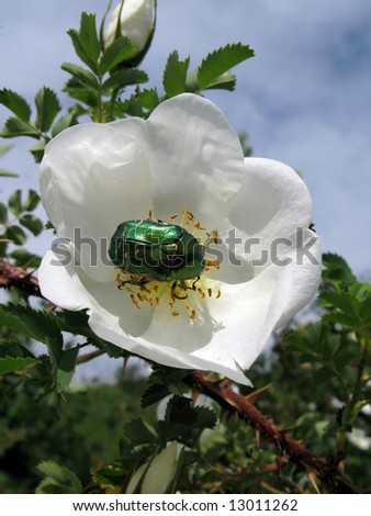 Green shiny beetle on a wild rose flower