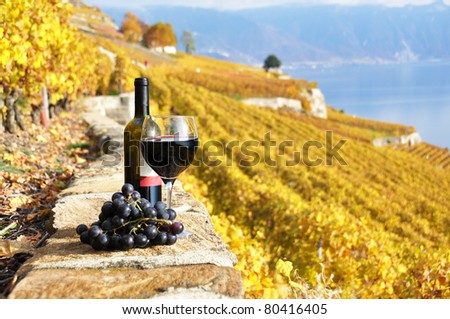 Red wine and grapes on the terrace vineyard in Lavaux region, Switzerland