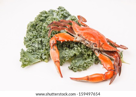 Steamed Blue Crab with garnish on white background, one of the symbols of Maryland State and Ocean City, MD