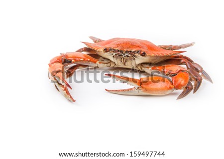 Steamed Blue Crab On White Background, One Of The Symbols Of Maryland ...