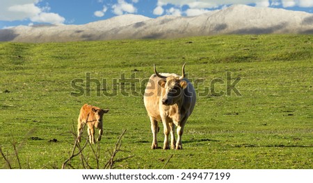 A cow and a little calf wandering in an idyllic landscape in the country