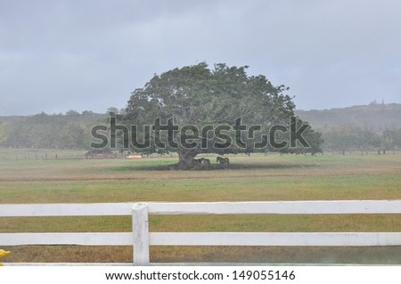 Horses hiding under the tree in rain
