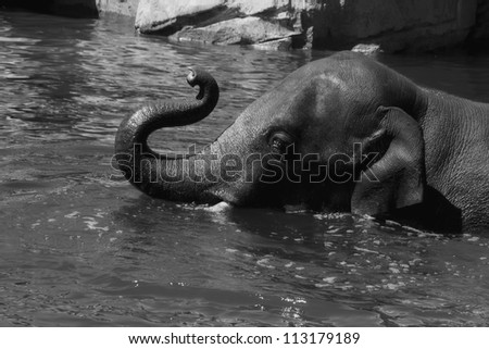 A male asian elephant taking a swim in the water, done in black and white.