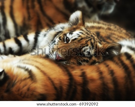 A young tiger cub with her chin on a sleeping mom\'s back.