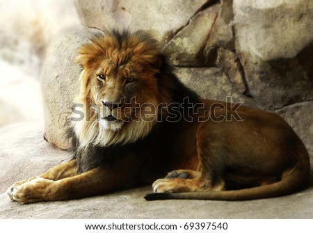 A majestic male lion laying in the shade of an overhanging rock.