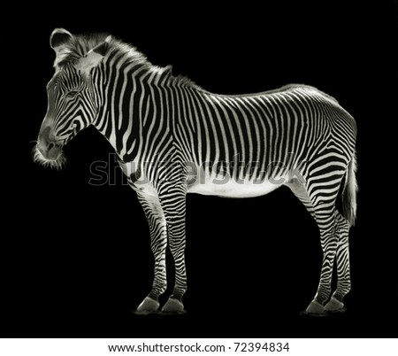 A zebra standing, isolated on black, in black and white.
