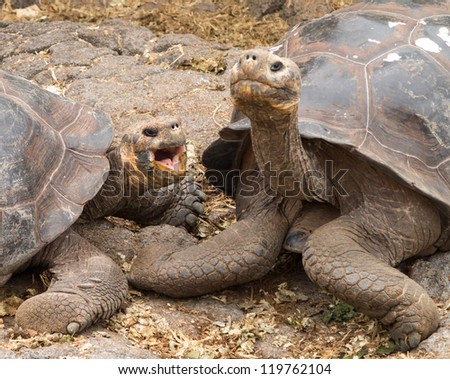 Pair of large Galapagos giant tortoise looking like married couple talking to each other