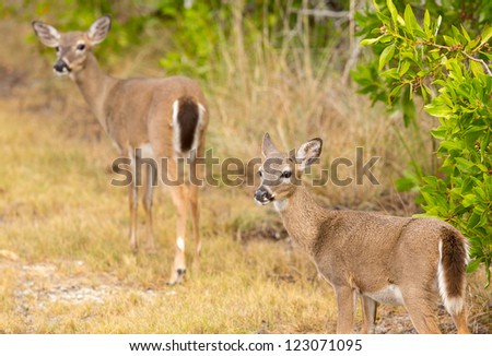 Endangered and rare Key deer fawn in woods in Big Pine Key on Florida Keys