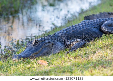 Close shot of alligator  in swamps of Everglades national park in Florida