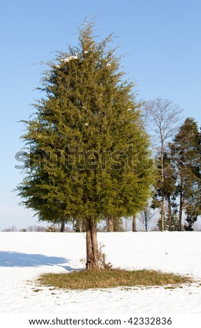 A single conifer tree standing alone in the snow with the grass showing around the base