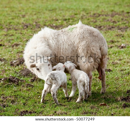 Pair of new born lambs with the sheep mother in welsh meadow in spring