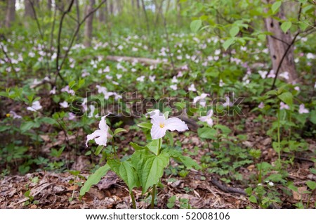 Many trillium plant flowers in late April and early May on Appalachian trail