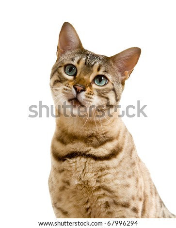 Bengal kitten isolated against white