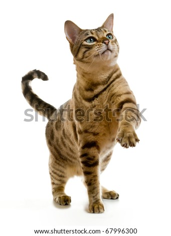 Isolated bengal kitten sold as enhanced download