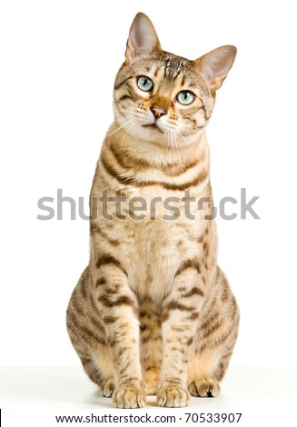 Example of a successful microstock stock photo