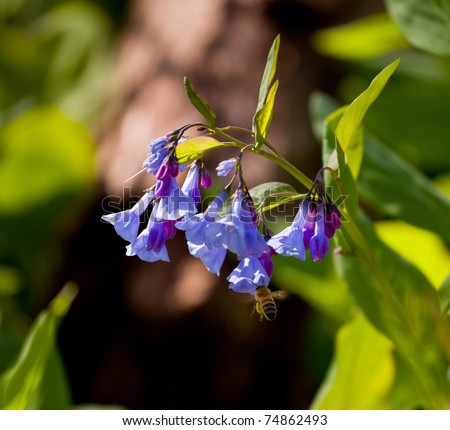 Fresh wild bluebells in a forest in the spring as the blooms start to blossom and a bee pollinates the flower