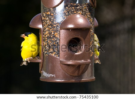 Bright yellow goldfinch eating from the opening in a modern bird feeder with very dark out of focus background