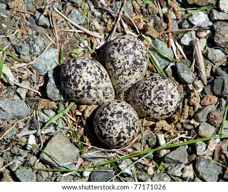 Killdeer Birds Lay Their Eggs On The Ground By The Side Of Roads And ...