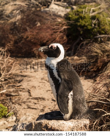 Single small young penguin at Bettys Bay in Western Cape South Africa