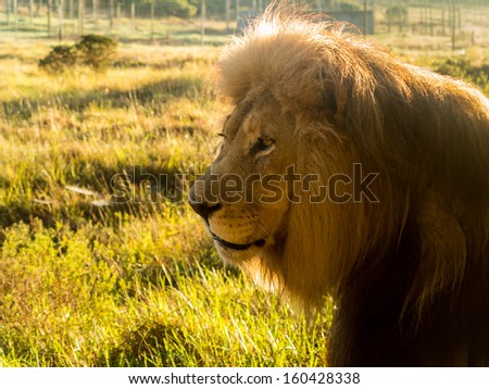 Close up of an old large male lion in profile in the wild savannah in South Africa