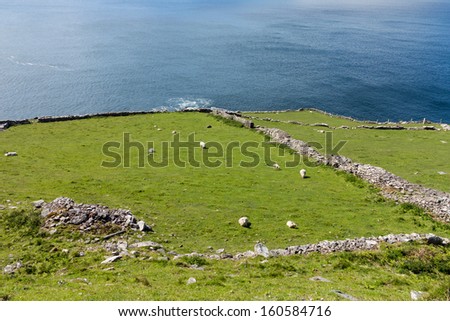 Sheep graze along the coastline of the western point of County Kerry near Dingle in Ireland or Eire