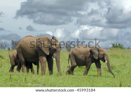 family of three african elephants walking one by one through savanna