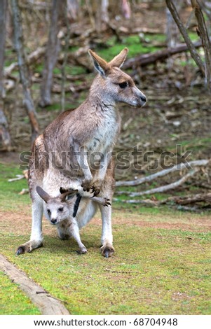 Female kangaroo with joey trying to leave her pouch. The photo was taken in Phillip Island Wildlife Park in Australia