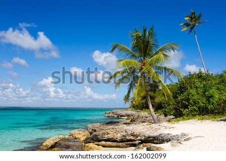 Palm tree on the tropical beach, Saona Island, Caribbean Sea